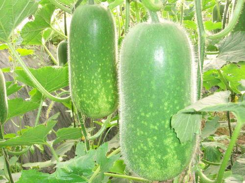 吃瓜群图片背景,一场视觉盛宴的狂欢