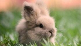 兔子料吃瓜,探寻兔子饮食中的趣味与营养