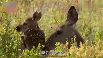 小鹿妈妈吃瓜,揭秘娱乐圈幕后故事