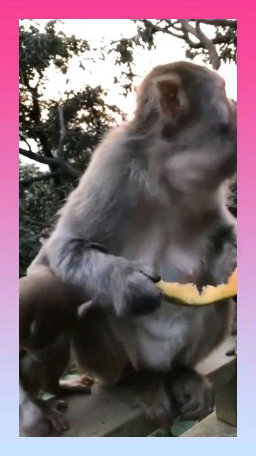 猴子吃瓜文案视频播放,猴子欢乐吃瓜,视频播放量爆表!