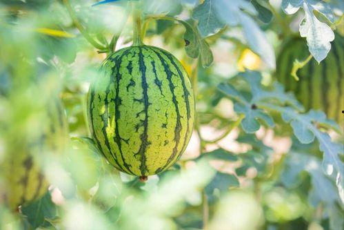 吃瓜购买地址,轻松解锁夏日美味新选择