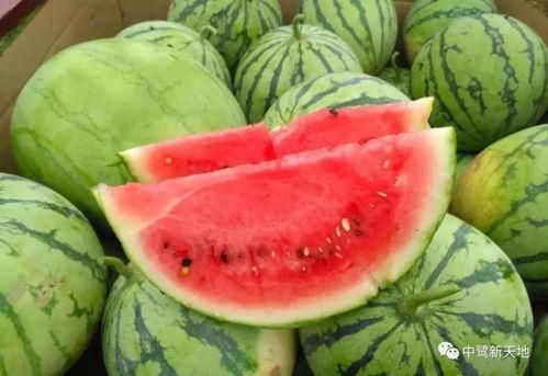 草堂上吃瓜,夏日消暑的悠闲时光