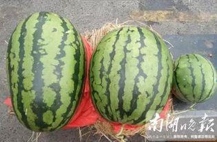 70后吃瓜,见证时代变迁，共享吃瓜乐趣