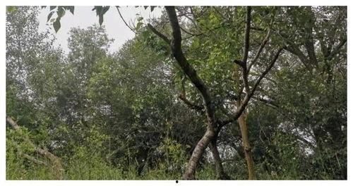 甘肃9岁男孩吃瓜,紧急救治传递生命温度