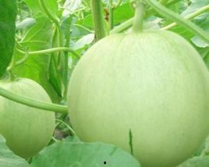 古瓜孕妇可以吃不,安全与营养两不误