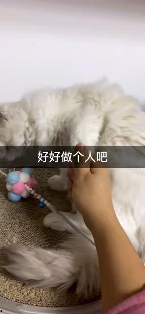 拉个手就有了好大儿,见证爱情与家庭的完美融合